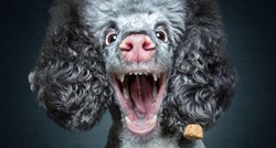 Urnebesne ekspresije lica pasa koji pokušavaju uhvatiti slasne nagrade