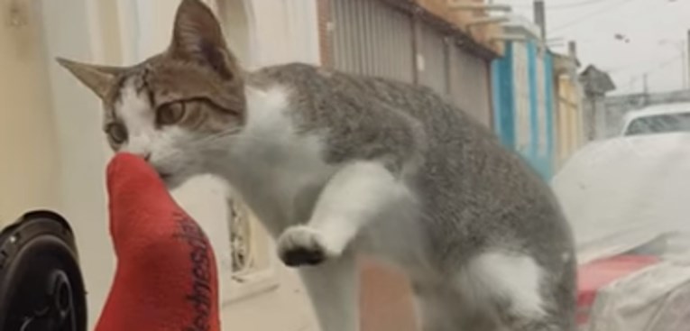 VIDEO Čovjek preplašio znatiželjnu mačku pa dobio zasluženu kaznu