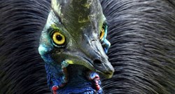 Najopasnija ptica na svijetu kandžama ubila čovjeka u Floridi