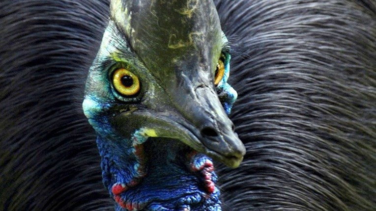 Najopasnija ptica na svijetu kandžama ubila čovjeka u Floridi