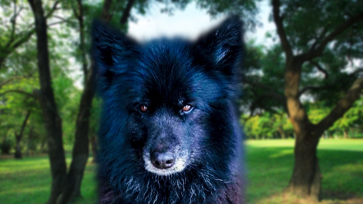 Sisi je predivna kujica koja godinama čeka da je netko primijeti i pruži joj dom