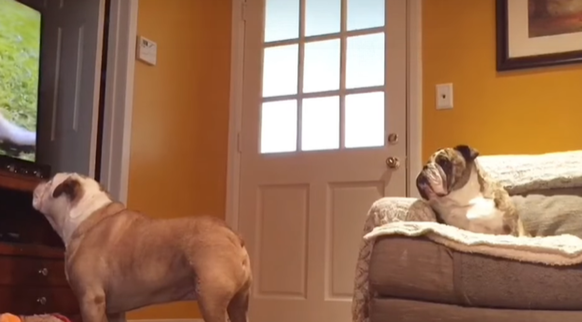 Htjela je vidjeti što njezini psi rade kad je nema doma, ovome se nije nadala