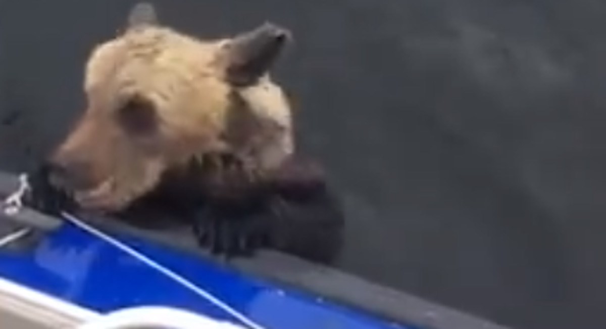 Medvjed pokušao ući ribarima u čamac, oni učinili ono što većina ljudi ne bi