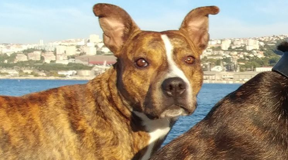 Kingu je poginuo vlasnik, u "suzama" čeka nekoga tko će mu pružiti novi dom