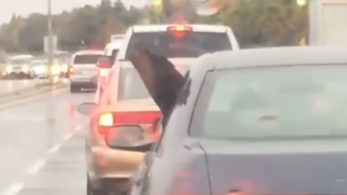 VIDEO Ovaj je pas morao izviriti kroz prozor samo zbog jedne stvari