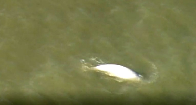 U rijeci Temzi primijećen kit, možda je u životnoj opasnosti