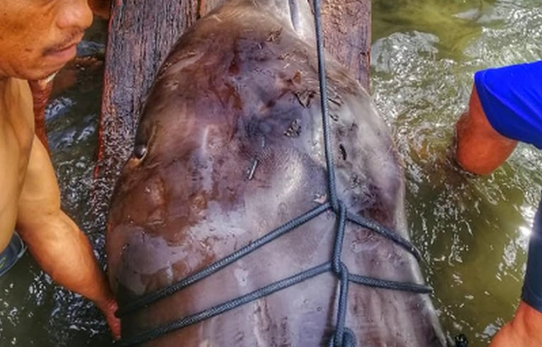 Pronašli mrtvog kita, a ono što mu je bilo u želucu zgrozilo je i stručnjake