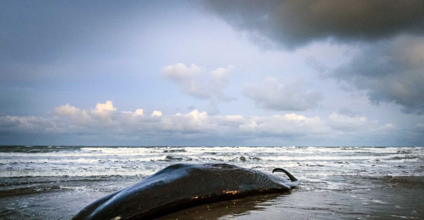 More na Siciliju izbacilo kita punog plastike