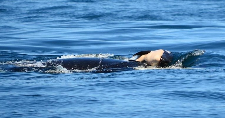 Nije ga mogla pustiti: Ženka kita ubojice 17 dana nosila je svoje mrtvo mladunče