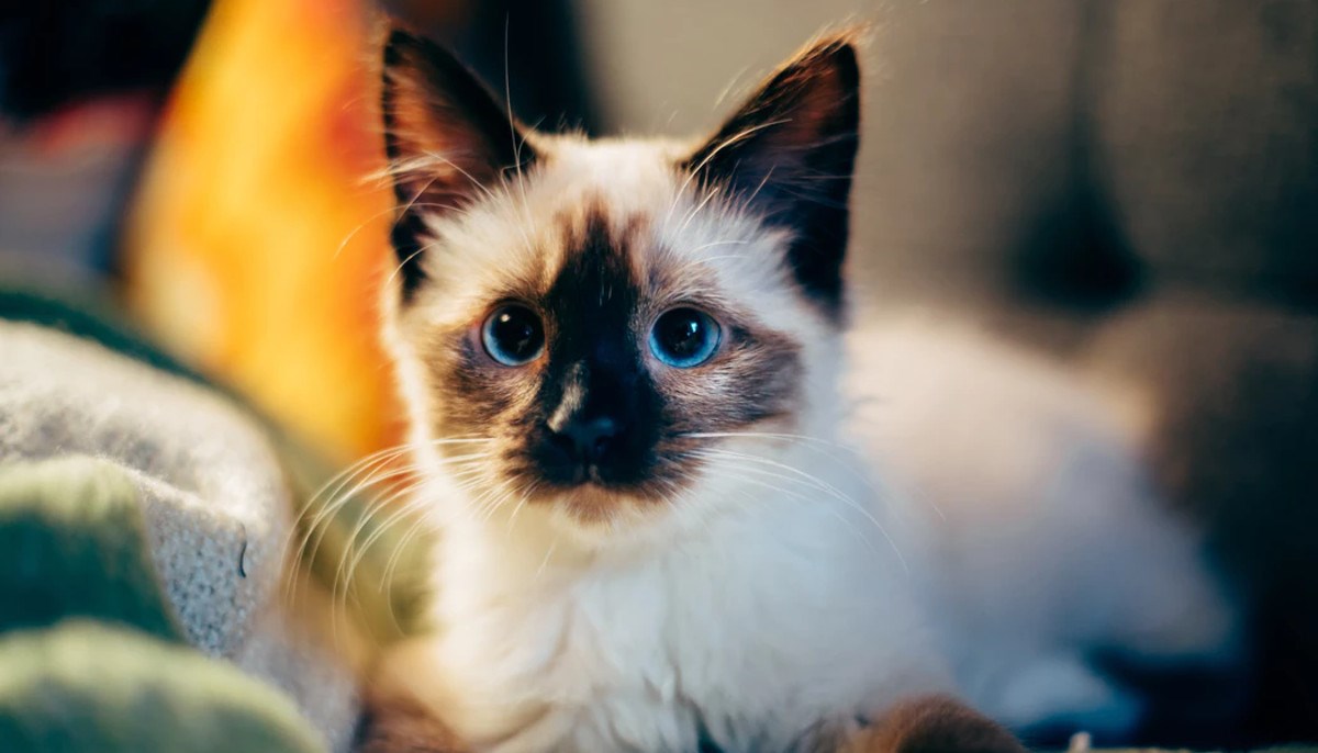 Ove čudne osobine mačaka poznate su svim mačkoljupcima