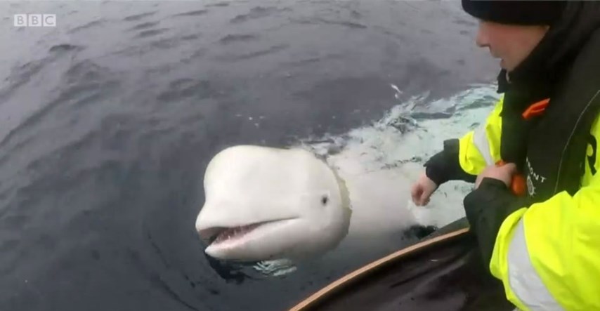 Norvežani pronašli "ruskog špijunskog kita" na Arktiku