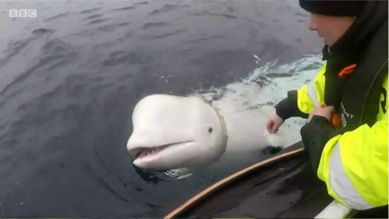 Norvežani pronašli "ruskog špijunskog kita" na Arktiku