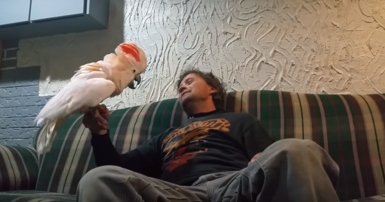 Vlasnik pitao papigu voli li ga, dobio najsmješniji odgovor