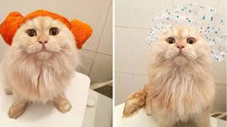 VIDEO Kažu da mace ne vole kupanje, no ovo očito nije običan mačak!