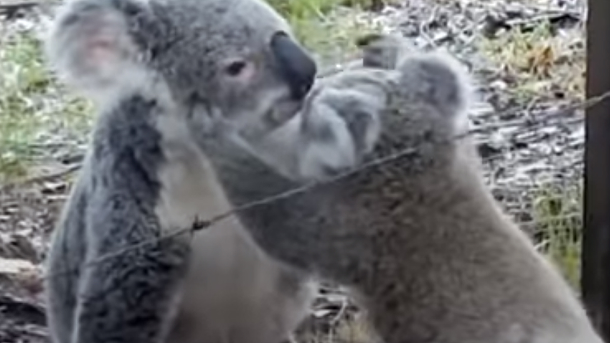 VIDEO Malena koala zapela je u bodljikavoj žici, ali njena mama bila je blizu