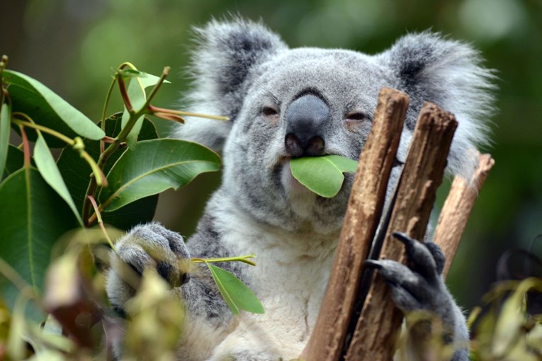 Koale bi u Australiji mogle izumrijeti do 2050.
