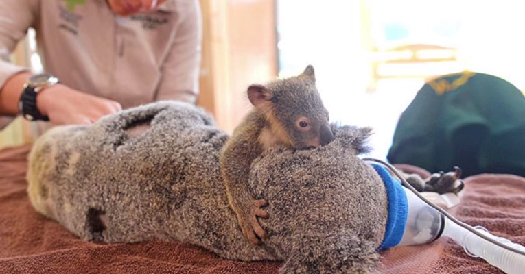 VIDEO Beba koala nije se htjela odvojiti od mame za vrijeme operacije