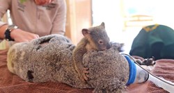 VIDEO Beba koala nije se htjela odvojiti mame za vrijeme operacije