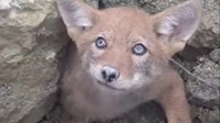 VIDEO Beba kojot je zapeo između dva kamena, ali su ga dobri ljudi spasili