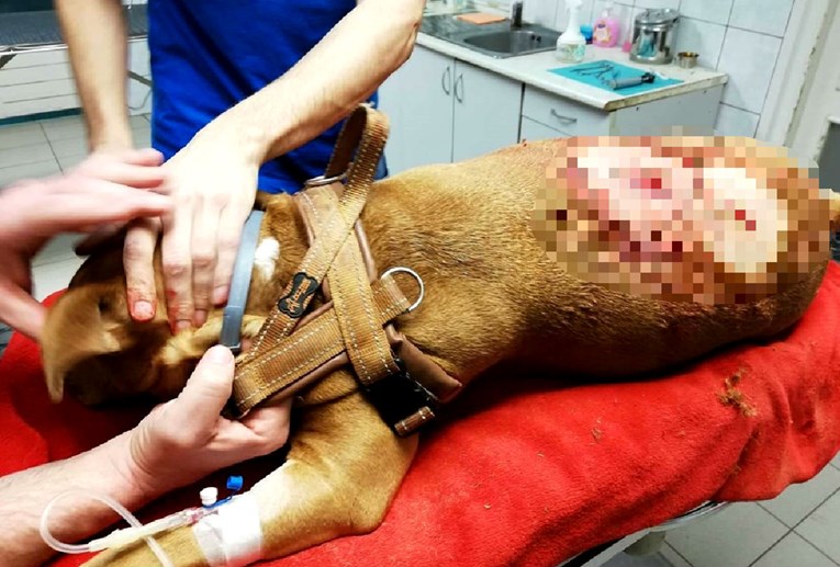 UZNEMIRUJUĆE U Puli ubio psa pred očima vlasnice, policiji rekao da se branio