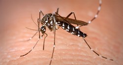 Sve što morate znati o najezdi komaraca na Zagreb: Kvartovi, vrste, bolesti...