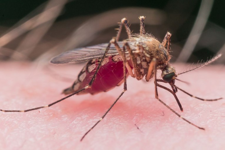 Hrvatskom hara virus koji prenose komarci. Sedam zaraženih se bori za život?