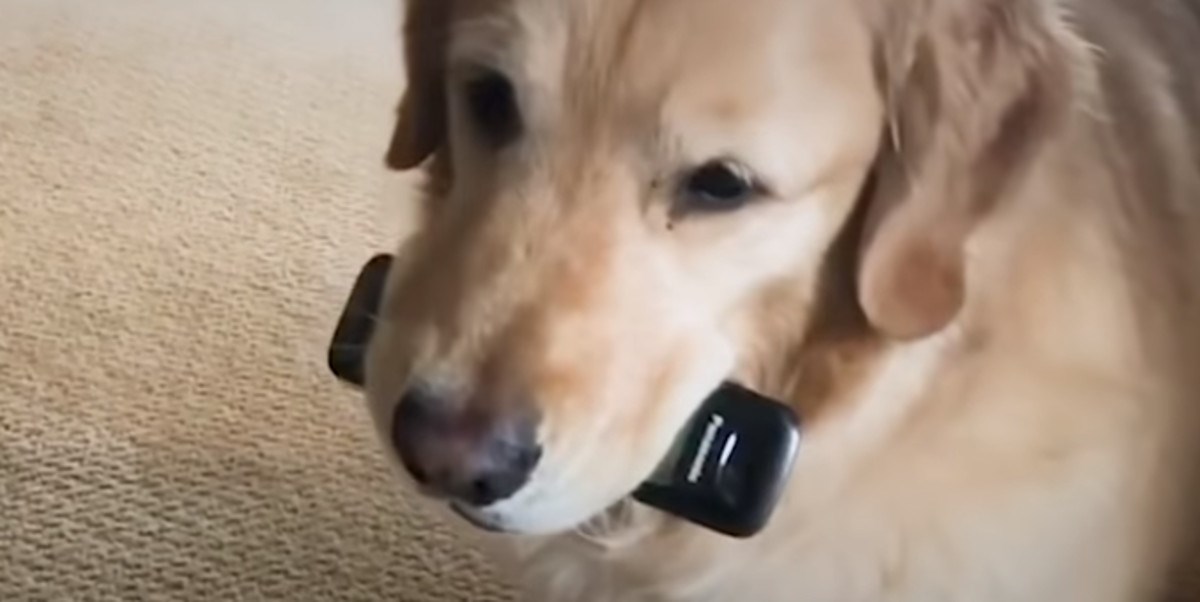 Luckasti pas krade sve što vidi, a vratit će ukradeno samo pod jednim uvjetom