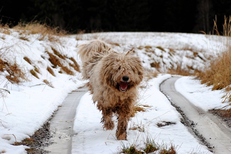 Komondor - savršen pas čuvar koji mnoge podsjeća na ogromnu krpu za brisanje