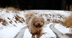 Komondor - savršen pas čuvar koji mnoge podsjeća na ogromnu krpu za brisanje