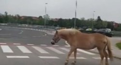 Prometnom zagrebačkom avenijom šetao konj, susjedi ogorčeni