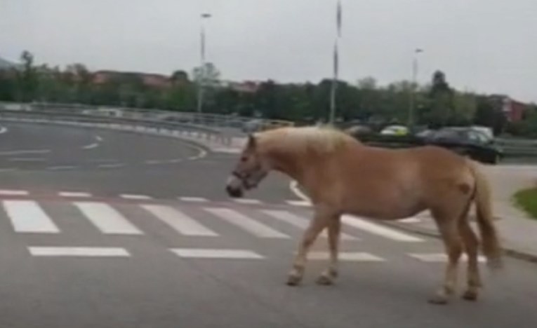 Prometnom zagrebačkom avenijom šetao konj, susjedi ogorčeni
