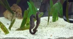 Pulski akvarij snimio udvaranje morskih konjica: "Mužjak je taj koji je trudan"