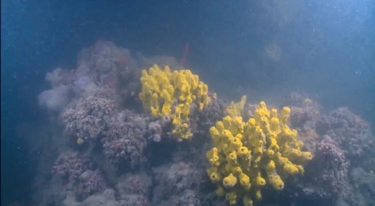 U Jadranu otkriven prvi veliki koraljni greben