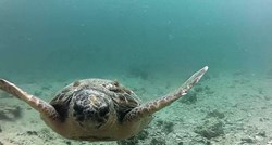 VIDEO Rijetka vrsta morske kornjače jutros je dvaput snimljena kod Šibenika