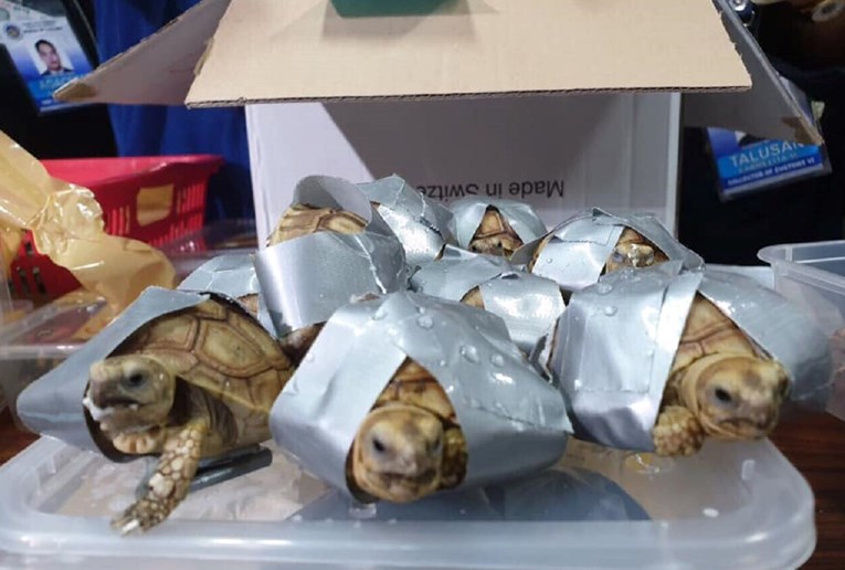 FOTO Na aerodromu zaplijenili 1500 živih kornjača vrijednih preko milijun kuna