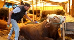 Turci će na žrtvovane životinje za Kurban-bajram potrošiti 1,6 milijardi eura