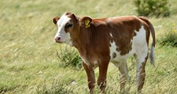 Brazil zbog kravljeg ludila obustavio izvoz govedine u Kinu