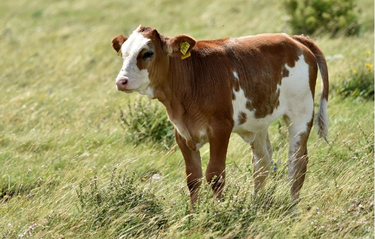 Brazil zbog kravljeg ludila obustavio izvoz govedine u Kinu