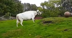 VIDEO Ovo je pravi dokaz da su krave pitome i osjećajne poput pasa