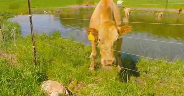 VIDEO Zabrinuta krava pozvala čovjeka da spasi tele koje je bilo u opasnosti