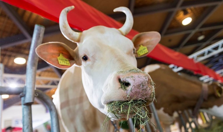 Švicarci na referendumu odlučuju o kravljim rogovima