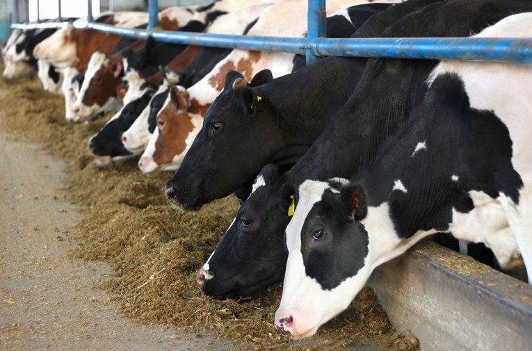 Švicarci na referendumu odbili ideju da se kravama ne režu rogovi