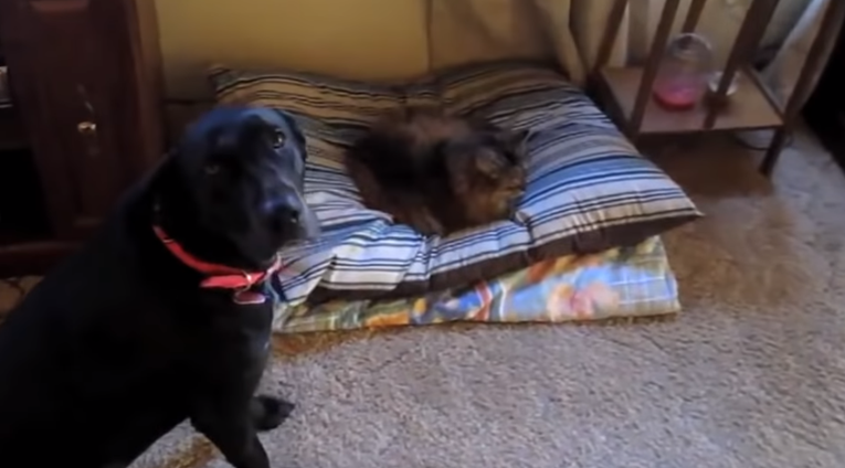 Ovi su psi u svojim krevetima zatekli mačke, a njihove su reakcije neprocjenjive