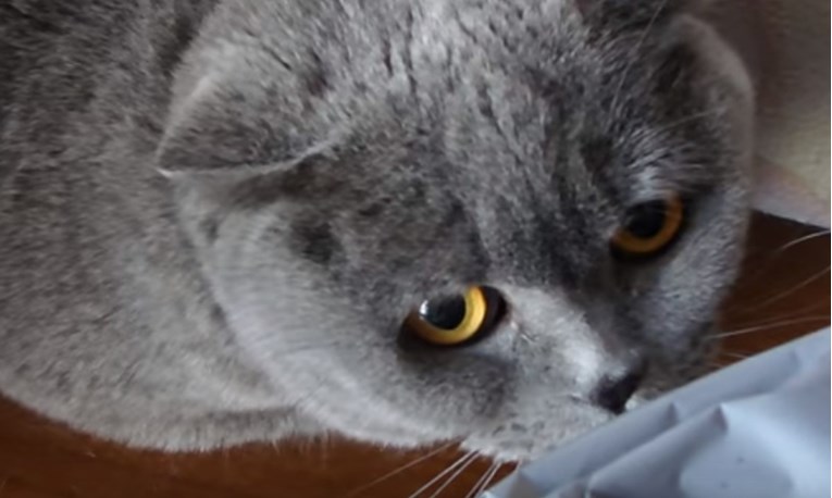 VIDEO Ova je mačka napravila glupost pa priznala krivnju