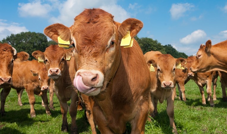 Na Novom Zelandu će zaklati 150 tisuća grla stoke kako bi uništili bolest