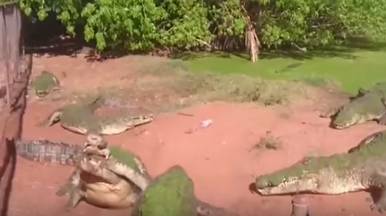 VIDEO Krokodil kanibal napao drugog krokodila, iščupao mu nogu i pojeo je