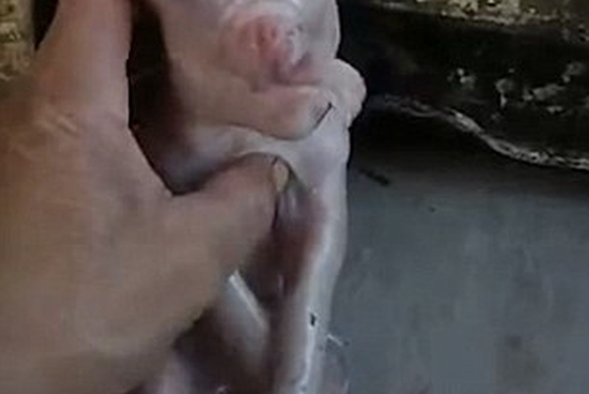 Seljane zgrozilo mutantsko prase sa "slonovskom surlom, kokošjim ustima i ljudskim licem"