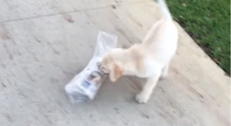 Preslatko štene pokušava vlasniku donijeti teške novine: Tko će pobijediti?
