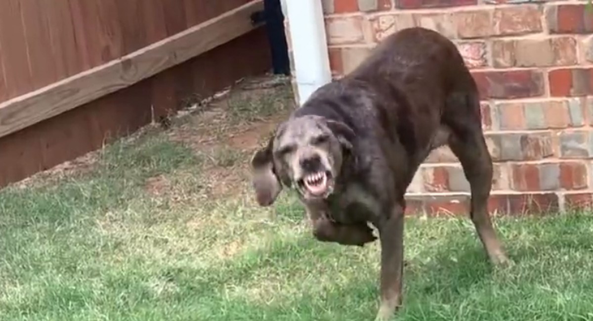 Umrijet ćete od smijeha kada vidite lice kujice koja se pravi da nije kriva