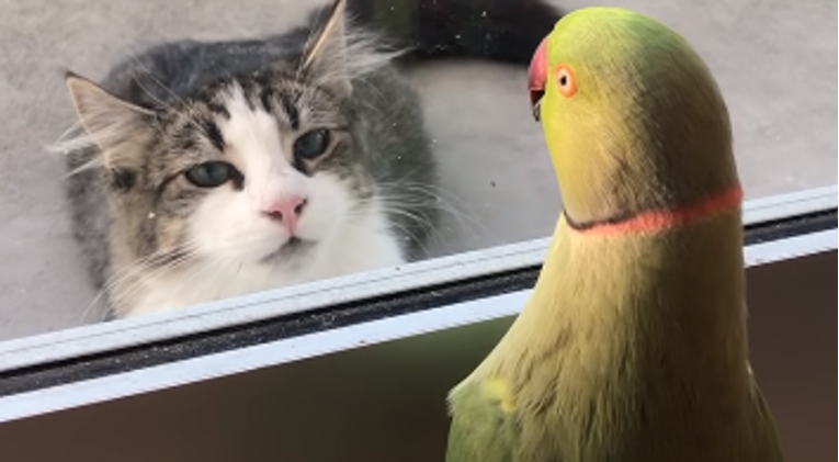 Preslatka papiga igra se skrivača sa susjedovom mačkom i to izgleda presmiješno